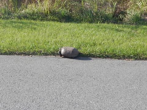 Neighborhood Lakes Scenic Trail, Orlando biking, Lake County