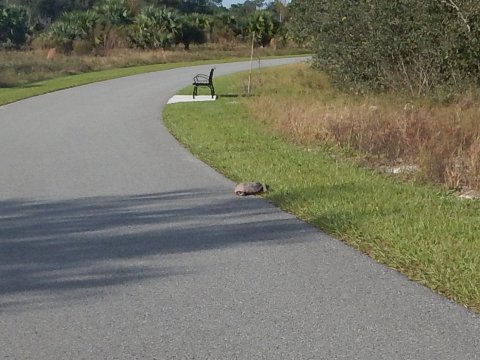 Neighborhood Lakes Scenic Trail, Orlando biking, Lake County