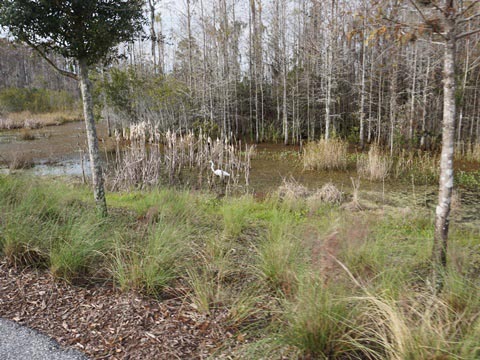 Lake Nona, Orlando, Orange Couny, FL bike trail