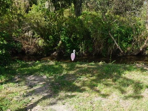 Kissimmee, Florida, biking, Osceola County, Shingle Creek