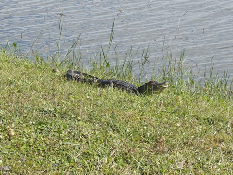 Kissimmee, Florida, biking, Osceola County, Shingle Creek