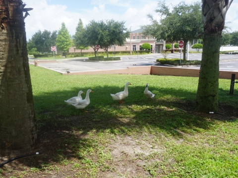 DeLand Greenway